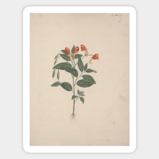 Impatiens Rothii Hook by Luigi Balugani Sticker